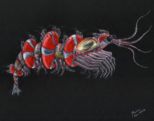 Antarctic krill Euphausia superba