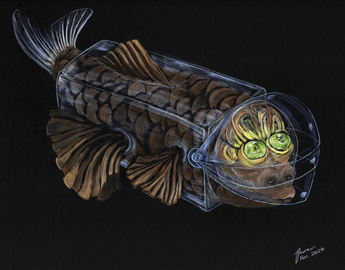Barreleye fish Macropinna microstoma