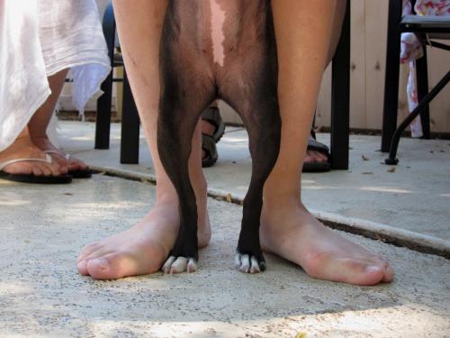 Dog Legs