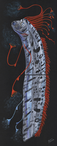 Giant oarfish Regalecus glesne