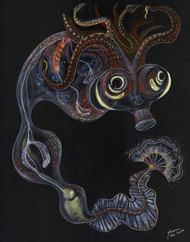 Glass cockatoo squid Galiteuthis phyllura