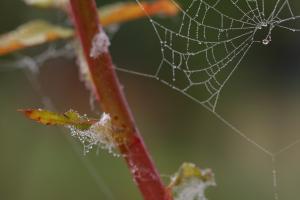 Gravelle jardin pluie 0050