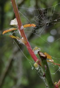 Gravelle jardin pluie 0059