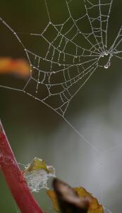 Gravelle jardin pluie 0060