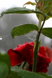 Gravelle jardin pluie 0065