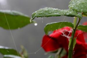 Gravelle jardin pluie 0068