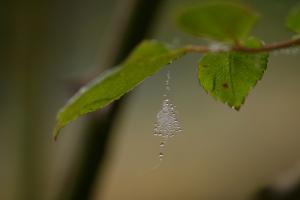 Gravelle jardin pluie 0123