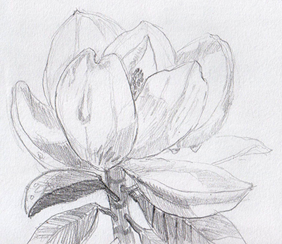 Magnolia1