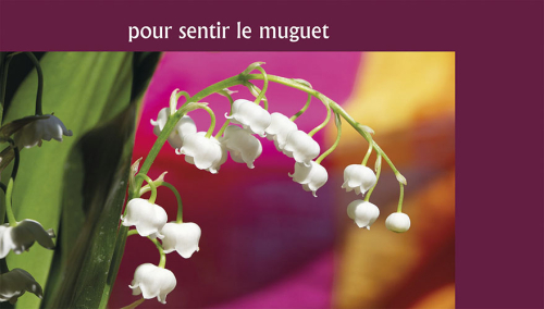 Muguet