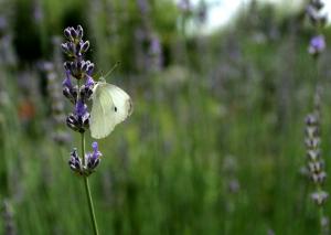 Papillon Lavande 3157