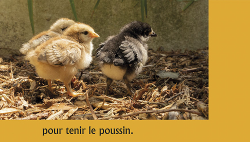Poussin