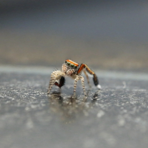 SpiderTiltedHead